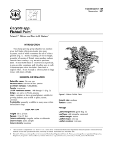 Caryota spp. Fishtail Palm Fact Sheet ST-124 1
