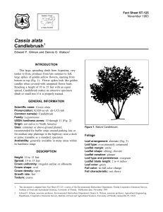 Cassia alata Candlebrush Fact Sheet ST-125 1