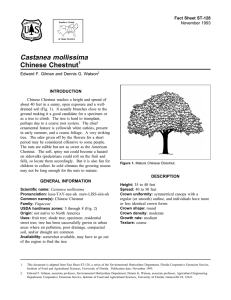 Castanea mollissima Chinese Chestnut Fact Sheet ST-128 1