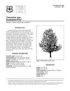 Casuarina spp. Australian-Pine Fact Sheet ST-129 1
