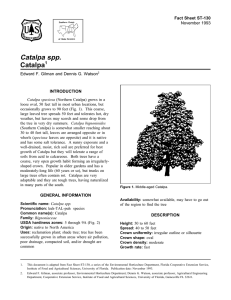 Catalpa spp. Catalpa Fact Sheet ST-130 1