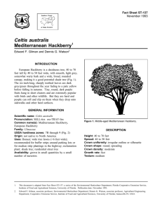 Celtis australis Mediterranean Hackberry Fact Sheet ST-137 1