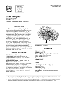 Celtis laevigata Sugarberry Fact Sheet ST-138 1