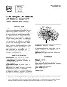 Celtis laevigata ‘All Seasons’ ‘All Seasons’ Sugarberry Fact Sheet ST-139 1