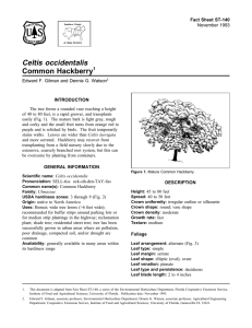 Celtis occidentalis Common Hackberry Fact Sheet ST-140 1