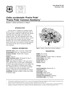 Celtis occidentalis ‘Prairie Pride’ ‘Prairie Pride’ Common Hackberry Fact Sheet ST-141 1