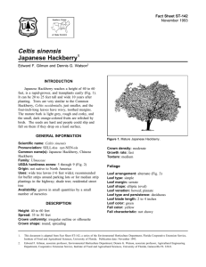 Celtis sinensis Japanese Hackberry Fact Sheet ST-142 1