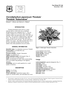 Cercidiphyllum japonicum ‘Pendula’ ‘Pendula’ Katsuratree Fact Sheet ST-144 1