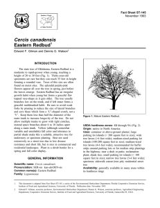 Cercis canadensis Eastern Redbud Fact Sheet ST-145 1