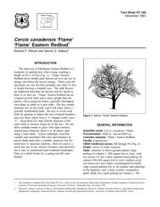 Cercis canadensis ‘Flame’ ‘Flame’ Eastern Redbud Fact Sheet ST-146 1