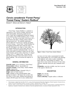 Cercis canadensis ‘Forest Pansy’ ‘Forest Pansy’ Eastern Redbud Fact Sheet ST-147 1