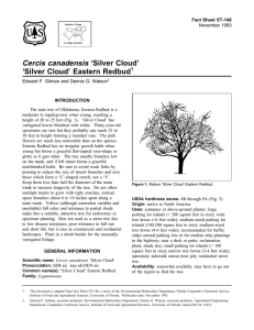 Cercis canadensis ‘Silver Cloud’ ‘Silver Cloud’ Eastern Redbud Fact Sheet ST-148 1