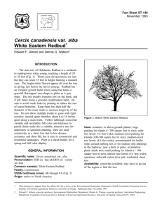 Cercis canadensis var. alba White Eastern Redbud Fact Sheet ST-149 1