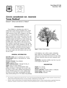 Cercis canadensis var. texensis Texas Redbud Fact Sheet ST-150 1