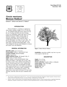 Cercis mexicana Mexican Redbud Fact Sheet ST-151 1