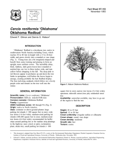 Cercis reniformis ‘Oklahoma’ Oklahoma Redbud Fact Sheet ST-153 1