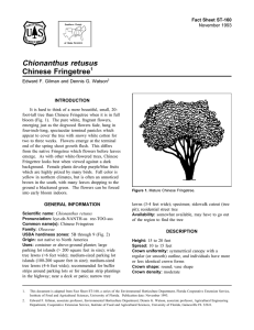 Chionanthus retusus Chinese Fringetree Fact Sheet ST-160 1
