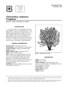 Chionanthus virginicus Fringetree Fact Sheet ST-161 1