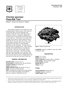 Chorisia speciosa Floss-Silk Tree Fact Sheet ST-162 1
