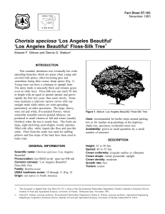 Chorisia speciosa ‘Los Angeles Beautiful’ ‘Los Angeles Beautiful’ Floss-Silk Tree 1