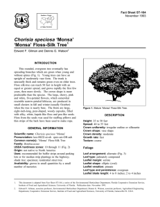 Chorisia speciosa ‘Monsa’ ‘Monsa’ Floss-Silk Tree Fact Sheet ST-164 1