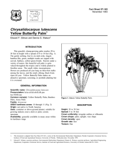 Chrysalidocarpus lutescens Yellow Butterfly Palm Fact Sheet ST-165 1