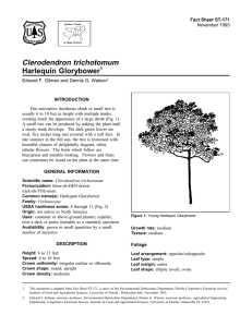 Clerodendron trichotomum Harlequin Glorybower Fact Sheet ST-171 1
