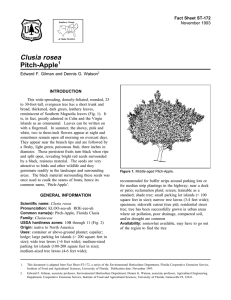Clusia rosea Pitch-Apple Fact Sheet ST-172 1