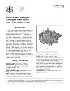 Clusia rosea ‘Variegata’ ‘Variegata’ Pitch-Apple Fact Sheet ST-173 1