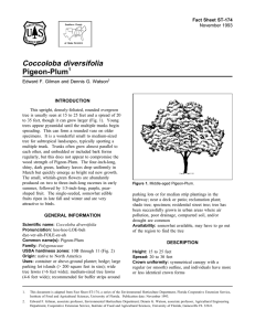 Coccoloba diversifolia Pigeon-Plum Fact Sheet ST-174 1