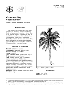 Cocos nucifera Coconut Palm Fact Sheet ST-177 1