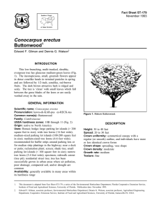 Conocarpus erectus Buttonwood Fact Sheet ST-179 1