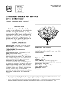 Conocarpus erectus var. sericeus Silver Buttonwood Fact Sheet ST-180 1