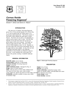 Cornus florida Flowering Dogwood Fact Sheet ST-185 1