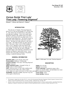 Cornus florida ‘First Lady’ ‘First Lady’ Flowering Dogwood Fact Sheet ST-187 1