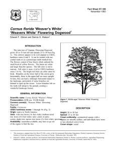 Cornus florida ‘Weaver’s White’ ‘Weavers White’ Flowering Dogwood Fact Sheet ST-189 1