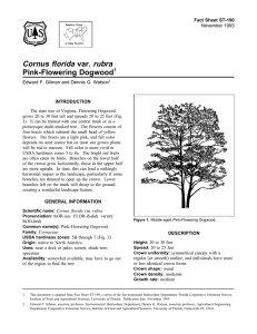 Cornus florida var. rubra Pink-Flowering Dogwood Fact Sheet ST-190 1