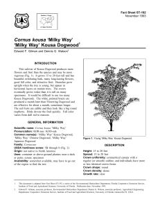 Cornus kousa ‘Milky Way’ ‘Milky Way’ Kousa Dogwood Fact Sheet ST-192 1