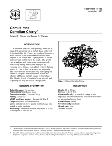 Cornus mas Cornelian-Cherry Fact Sheet ST-193 1