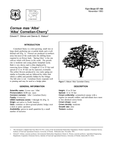 Cornus mas ‘Alba’ ‘Alba’ Cornelian-Cherry Fact Sheet ST-194 1