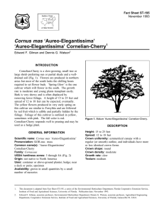 Cornus mas ‘Aureo-Elegantissima’ ‘Aureo-Elegantissima’ Cornelian-Cherry Fact Sheet ST-195 1