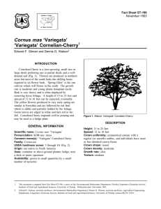Cornus mas ‘Variegata’ ‘Variegata’ Cornelian-Cherry Fact Sheet ST-198 1