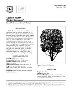 Cornus walteri Walter Dogwood Fact Sheet ST-199 1