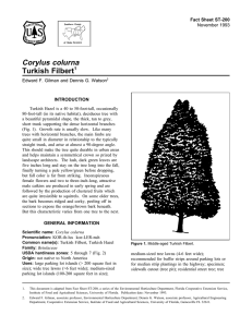 Corylus colurna Turkish Filbert Fact Sheet ST-200 1