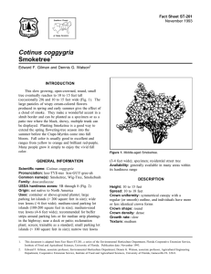 Cotinus coggygria Smoketree Fact Sheet ST-201 1