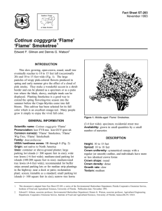 Cotinus coggygria ‘Flame’ ‘Flame’ Smoketree Fact Sheet ST-203 1