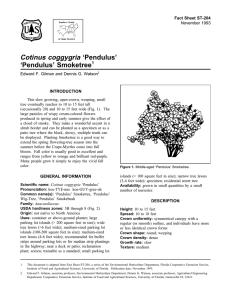Cotinus coggygria ‘Pendulus’ ‘Pendulus’ Smoketree Fact Sheet ST-204 1