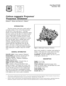 Cotinus coggygria ‘Purpureus’ ‘Purpureus’ Smoketree Fact Sheet ST-205 1