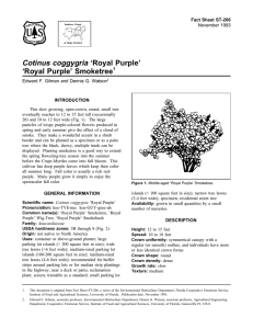 Cotinus coggygria ‘Royal Purple’ ‘Royal Purple’ Smoketree Fact Sheet ST-206 1