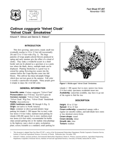 Cotinus coggygria ‘Velvet Cloak’ ‘Velvet Cloak’ Smoketree Fact Sheet ST-207 1